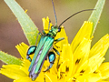 Oedemera nobilis